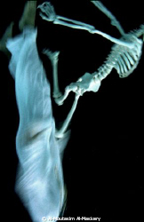 HOW FAST CAN SOME ONE DIVE TO GET A PERL? HOW DEEP CAN HE... by Al-Moutasim Al-Maskery 